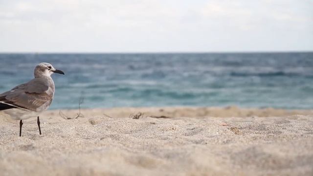 Seagull at the Beach (LIVE Wallpaper) смотреть онлайн