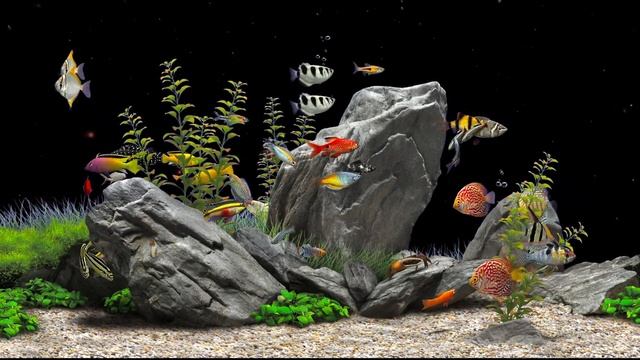 Cosmos (4K UHD60) Movie Background Digital Fish Aquarium Relaxing Screensaver смотреть онлайн