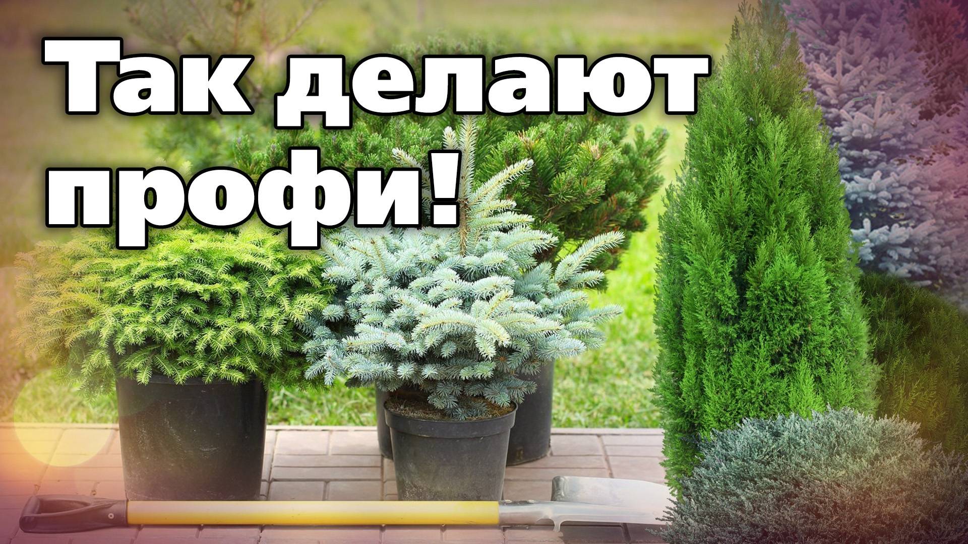 Осенняя посадка хвойных. Рекомендации ландшафтного дизайнера смотреть онлайн