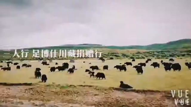 Shuangxing foot bo Shi chuan zang donation bank смотреть онлайн