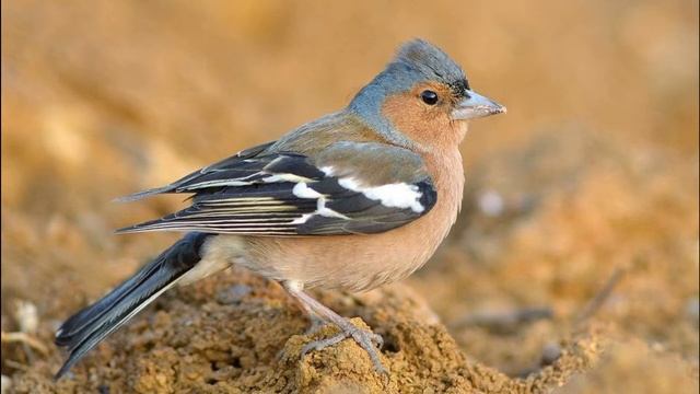 Txonta arrunta (Fringilla coelebs), kantua #Txoriatxio смотреть онлайн