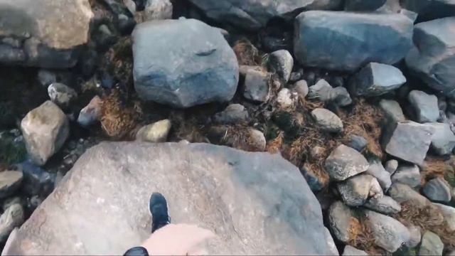 Horseshoe Crabs In Falmouth