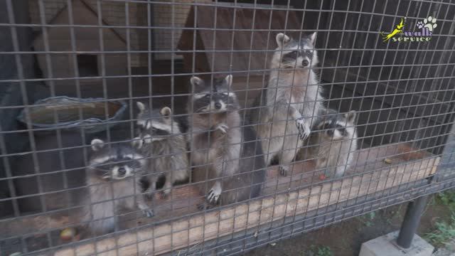 Прокуратура на оленьей ферме в Дзержинском смотреть онлайн