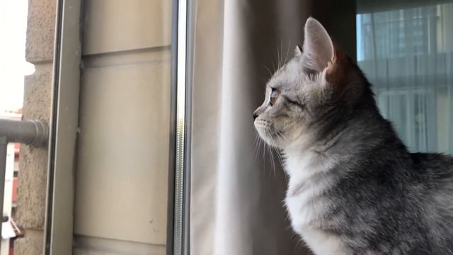Cat staring at birds | Looking out window смотреть онлайн