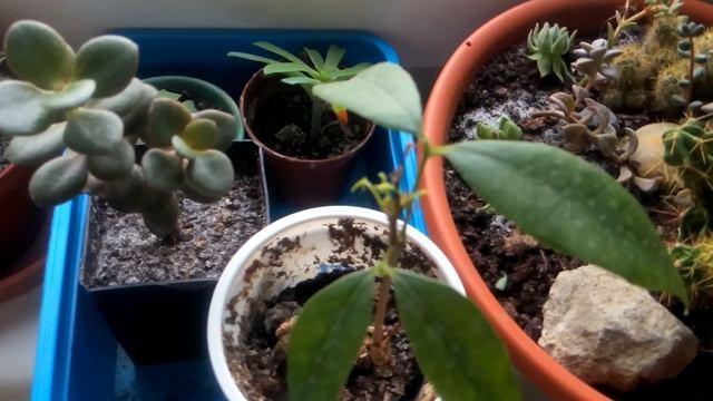 Plants in my Kitchen Window | Update #1 смотреть онлайн