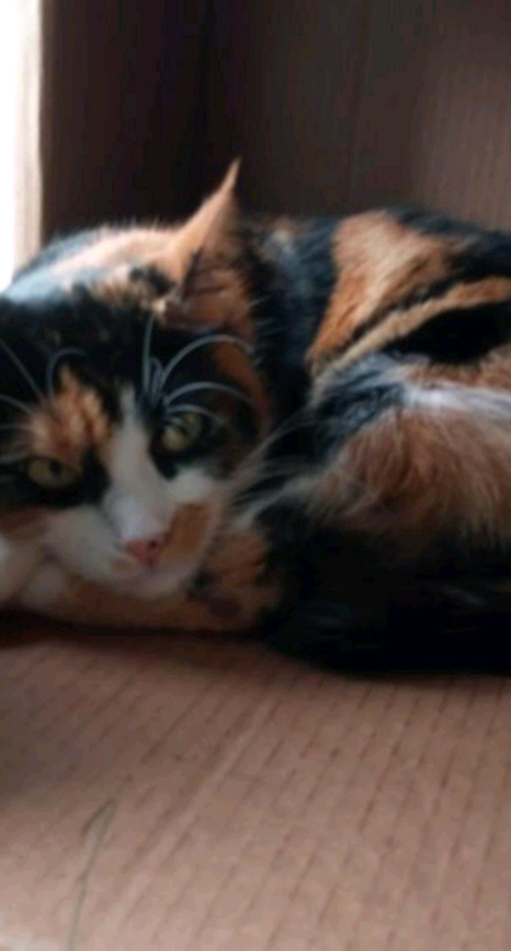 первый стримак