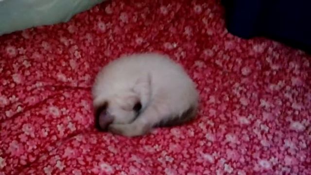 песенка котят_2го помета смотреть онлайн