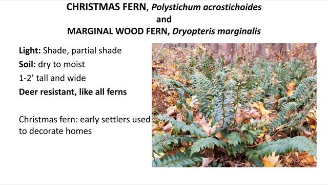Sustaining Wildlife in Fall & Winter Gardens with Deb Ellis смотреть онлайн