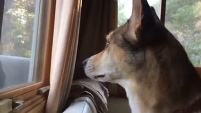 Dog looking out the window. смотреть онлайн