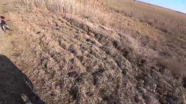 Ходовая охота с Гюрзой и Кометой. ТОЗ-34 смотреть онлайн