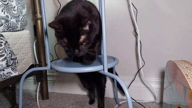 Teaching My Cat How to Walk on a Leash Day 3 смотреть онлайн