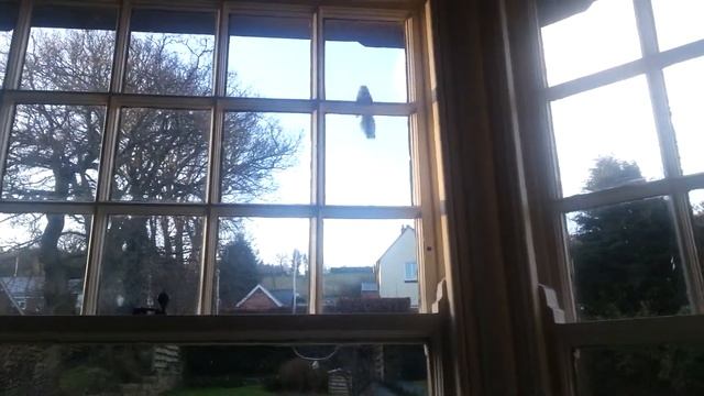 Bird trying to get in through window смотреть онлайн