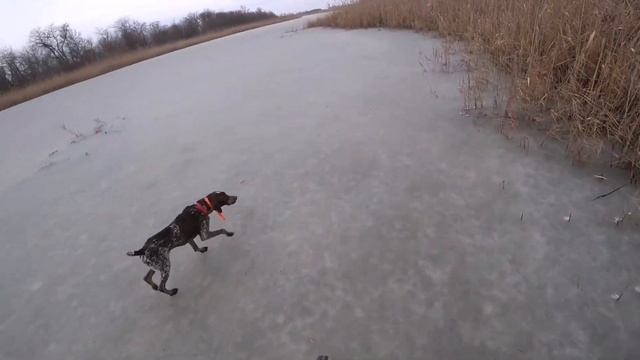 Охота с Курцхаарами. Две утки на льду. ТОЗ-34 смотреть онлайн