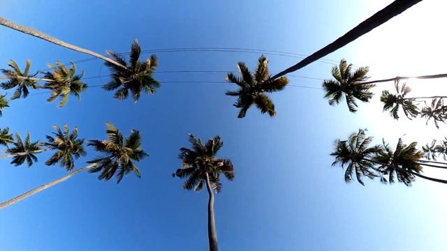 Parra Coconut Tree Road смотреть онлайн