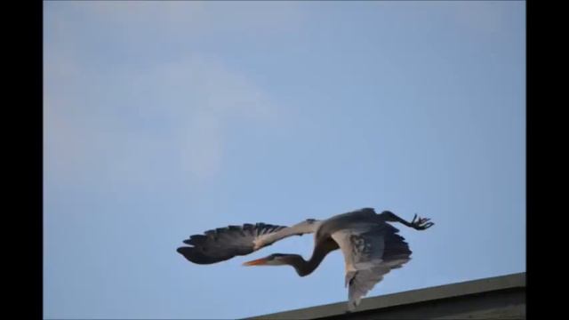 StalkingGBH.wmv смотреть онлайн