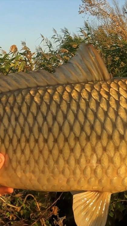 ПРИШЕЛ УТРОМ ПРОВЕРИТЬ УДОЧКИ. ОГРОМНЫЙ САЗАН! #рыбалкавастрахани #володярыбалка #сазан смотреть онлайн