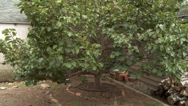 Garden Wise Episode 15: Take Your Landscape To The Next Level With Trees смотреть онлайн