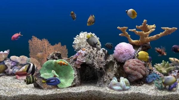 Marine Aquarium 3 Blue Background (4K)
