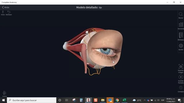 UAM, Complete Anatomy Basic смотреть онлайн