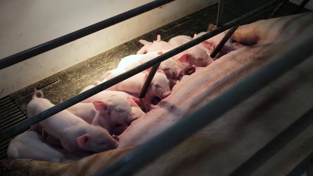 The Critical Window of Gut Development смотреть онлайн