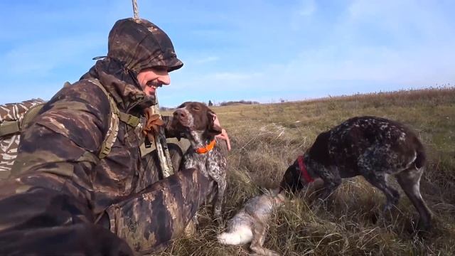 Мордой в Зайца. Ходовая охота по зайцу с Курцхаарами! Гюрза-шоколадка и Деффик! смотреть онлайн