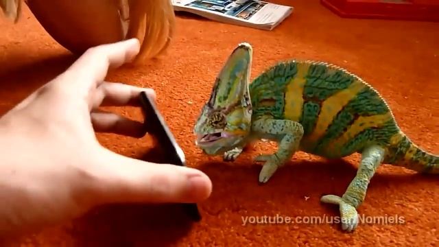Хамелеон vs iPhone смотреть онлайн