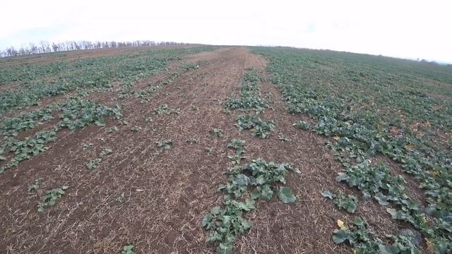 Где искать Зайцев? Охота на зайца с Курцхаарами 2022! Дефф и Алтай. смотреть онлайн