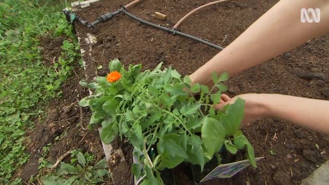 Give your vegies a head start this spring with a cold frame | DIY | Gardening Australia смотреть онлайн