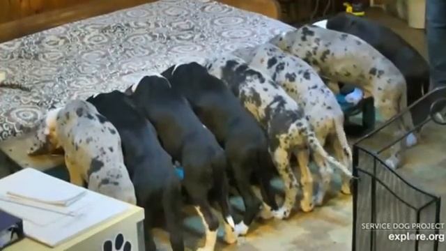 SDP Carlene Trains Pup & Heather Trains SB (New Caretaker)🤍 смотреть онлайн