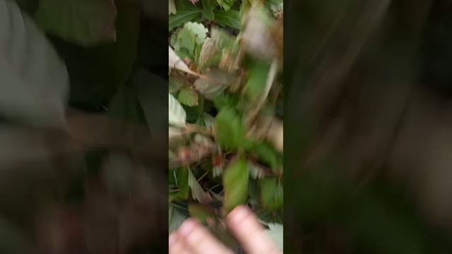 не клубника, а земляника 🍓 🍁