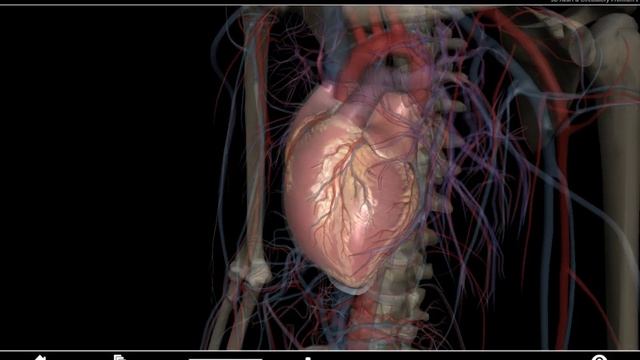 Download 3D Heart and Circulatory Premium 2 (Visible Body) смотреть онлайн