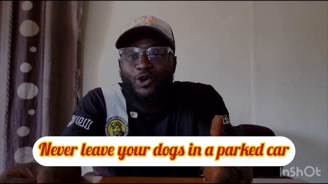 How To Prevent Heat stroke | Among Dog Owners. смотреть онлайн
