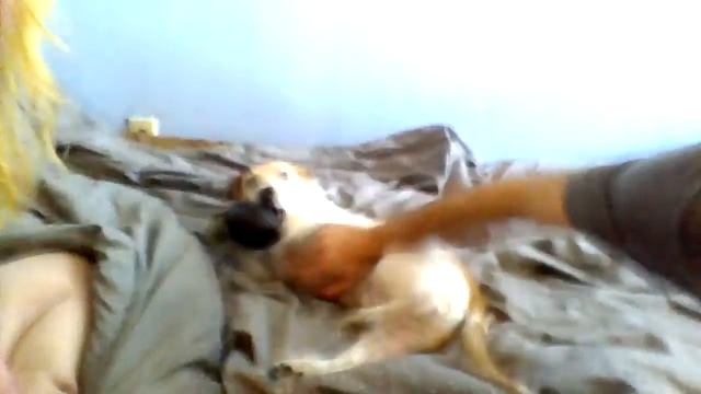 Bentley; The Jack Russell, Chihuahua, Beagle mix Playing with his best friends :-D смотреть онлайн