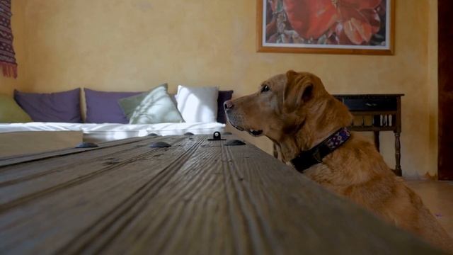 Why Is My DOG STARING at Me? 👀🐕 (4 Common Reasons) смотреть онлайн