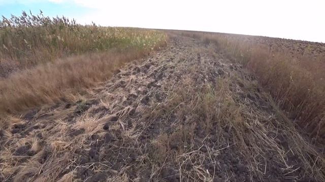 ФАЗАН ГОНЯЛ ОХОТНИКА И КУРЦХААРОВ! Перепелка в подсолнухах! Самая нервная охота! ТОЗ-34 смотреть онлайн