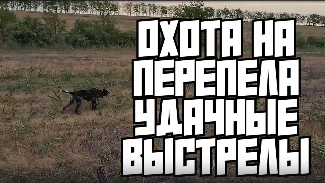 Охота на перепела с легавыми. +18 смотреть онлайн