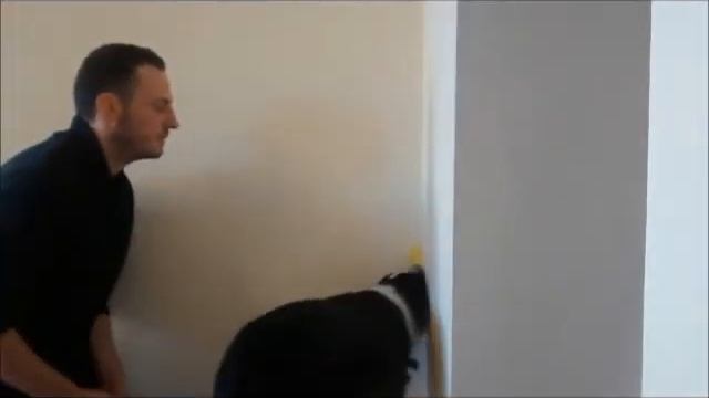 Dog Training Targeting and fading a Target смотреть онлайн