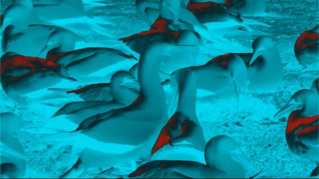 Wildlife Windows 7 Sample Vídeo Effects (AVS Vesion) смотреть онлайн