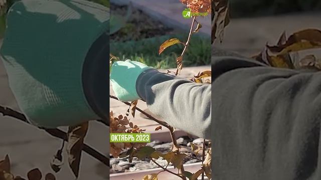 Гортензия через год после обрезки смотреть онлайн