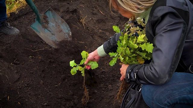 Акция по посадке дубов "Зеленая дубрава"-2024 смотреть онлайн