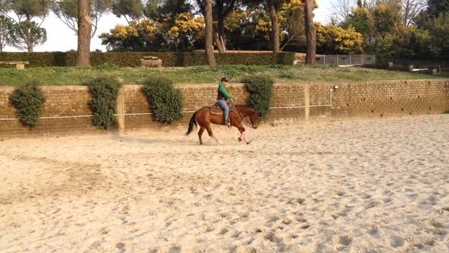 MS Reining Horses - Massimo Scanarotti - KN MAGIC STAR смотреть онлайн