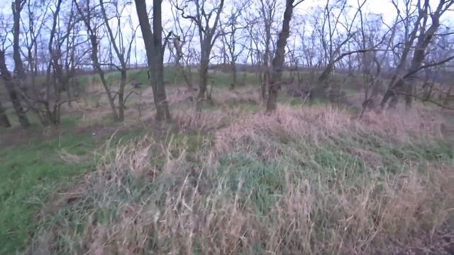 Ходовая охота. Добыли голубя и зайца. Охота с Курцхаарами по Зайцу. Дефф и Алтай. смотреть онлайн