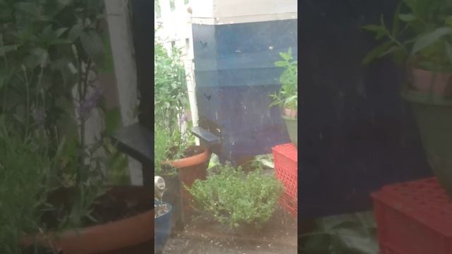 A look out my Window! смотреть онлайн