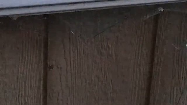 Lean-to Conversion to shed...part 2 смотреть онлайн