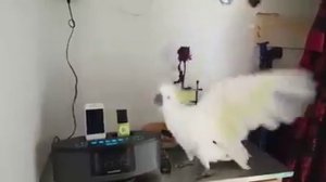 Танцующий белый попугай