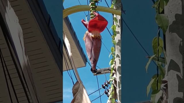 КАК РАСТУТ БАНАНЫ? #бананы #таиланд #путешествия #фрукты смотреть онлайн