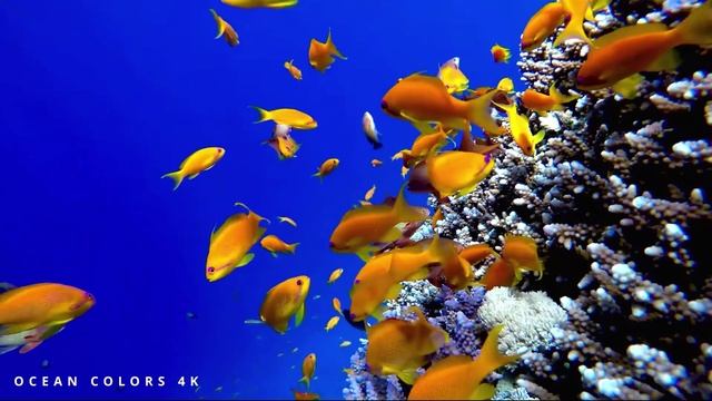 ОКЕАН 4К В САМЫХ НЕВЕРОЯТНЫХ КРАСКАХ В 4к смотреть онлайн