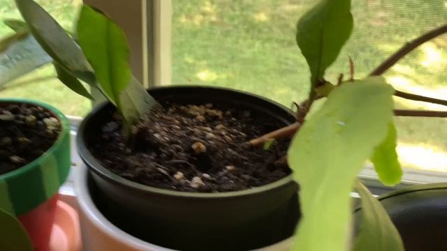 Windowsill Plant Tour - Pilea, Haworthias & Epiphytes смотреть онлайн
