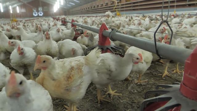 De Hoop - Darmgezondheid vleeskuikens okt 2020 смотреть онлайн