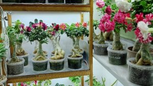 Прогулка по моему балкону. Адениумы. Весна, 2024г.